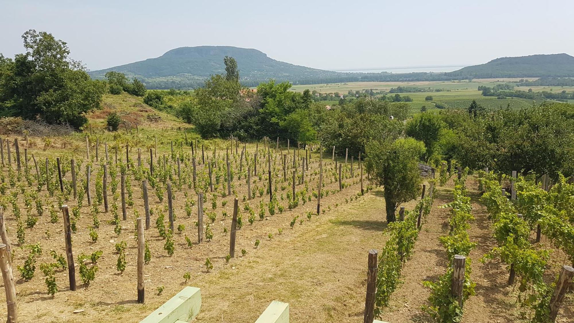 Grand Cru Vendégház Hegymagas Exterior foto